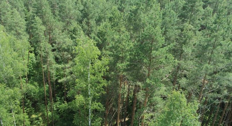 Działki leśne, Wigrańce gm Sejny