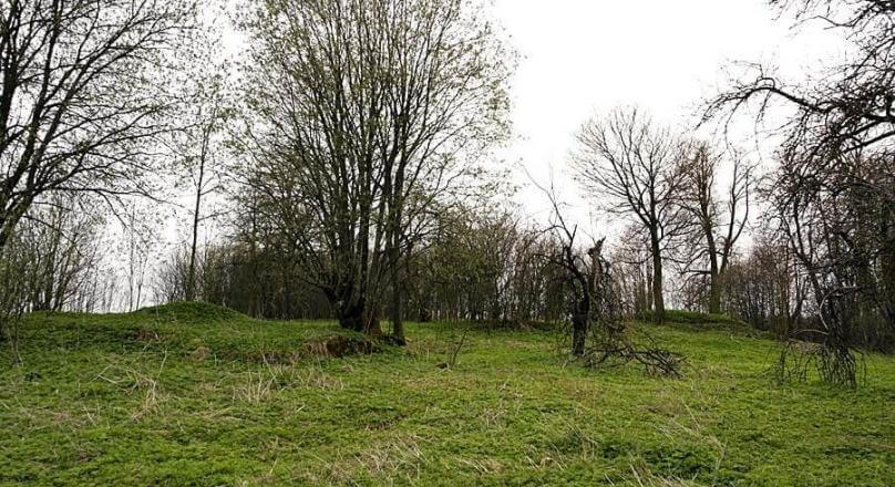 Działka budowlana - starodrzewa, nasadzenia Żyliny