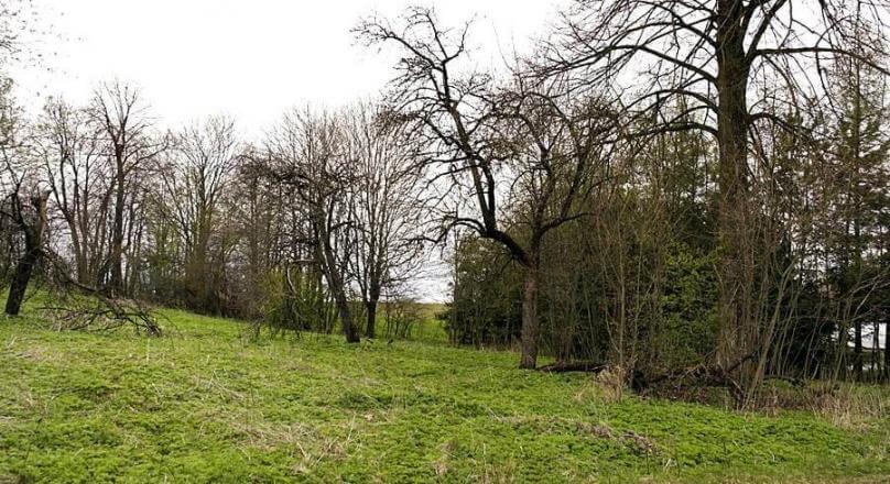 Działka budowlana - starodrzewa, nasadzenia Żyliny